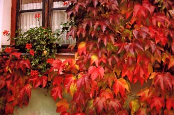 Matthias Schlönvogt mit einem Bild von herbstlichem Weinlaub