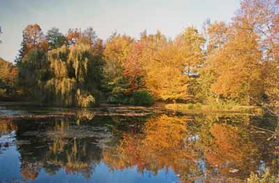 Goldener Herbst von Carola Oehler
