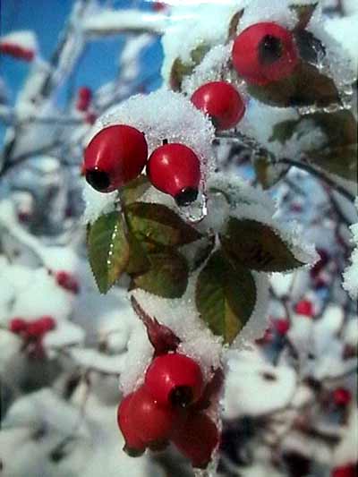 Hagebutten im Schnee