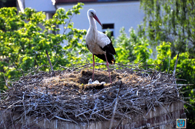 Das Storchennest